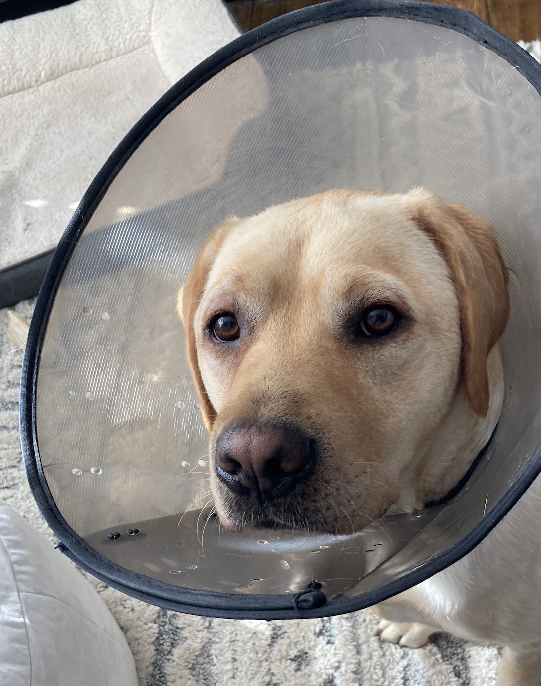 An image: The cone of shame